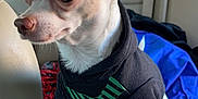 Rocky joined the competition — help win amazing prizes! dog, chihuahua, hoodie, clothing, car_interior, backseat, pet, small_dog, curious, standing, beige, window, seat, paw, animal, companion, cute, domestic_animal, furry, canine