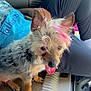 blue_shirt, candid, car_floor, casual, companion, cute, dog, domestic_animal, fur, happy, inside, panting, person_leg, pet, pink_hair, resting, scruffy, small_dog, tongue_out, vehicle_interior