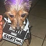 Diamond is registered to the contest to win money with this photo: dog, small_dog, purple_hair, costume, prison_outfit, sign, indoor, tiled_floor, pet, animal, hand, cute, funny, portrait, close_up, brown_fur, black_and_white, pet_accessory, holding, naughty