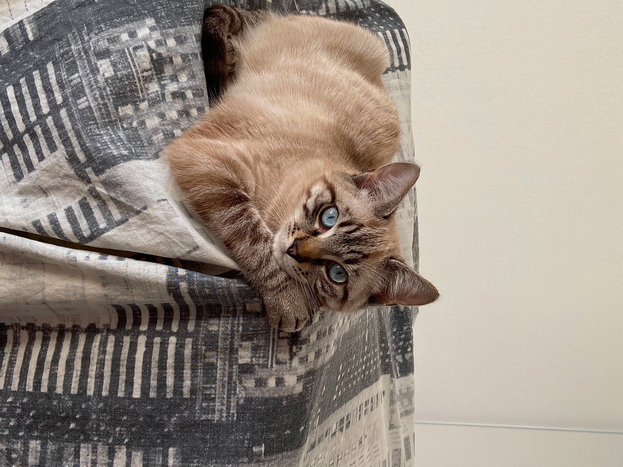 Plume participe au concours pour gagner de l'argent avec cette photo : animal_shelter, art, basket, carnivore, cat, cat_supply, comfort, couch, domestic_short_haired_cat, felidae, fur, linens, paper_product, small_to_medium_sized_cats, snout, tail, whiskers, wicker, wildlife, wood