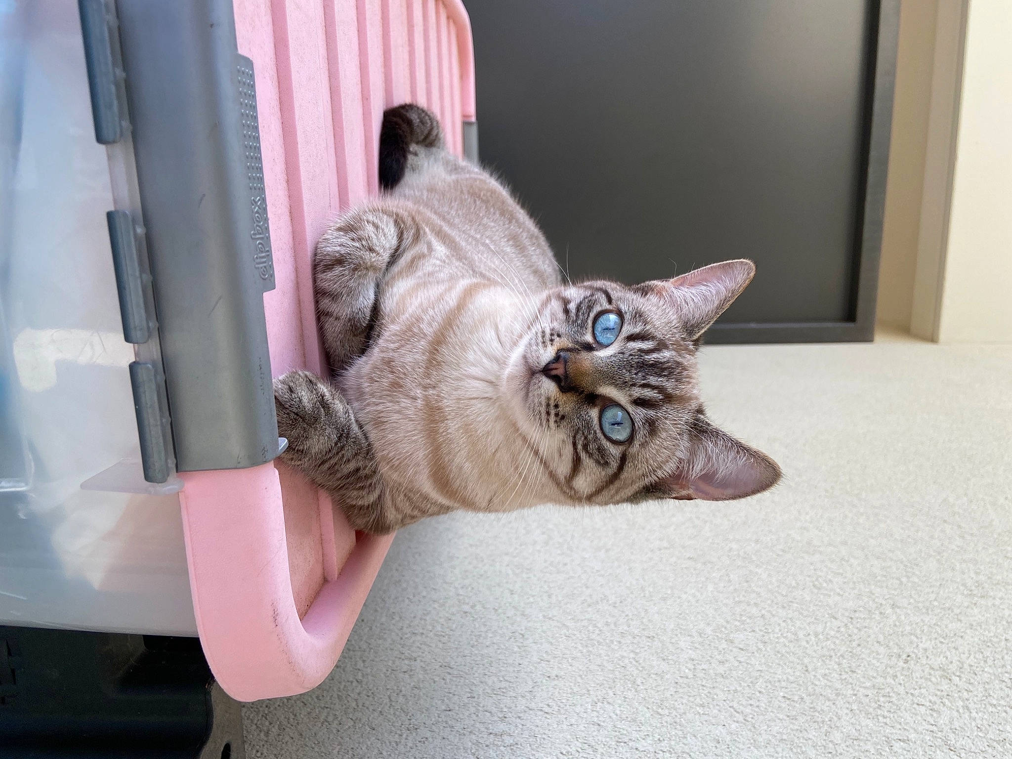 Plume a rejoint le concours — aidez-le/la à gagner de superbes lots ! carnivore, cat, comfort, curtain, domestic_short_haired_cat, door, fawn, felidae, flooring, fur, grey, room, small_to_medium_sized_cats, snout, tail, terrestrial_animal, whiskers, window, wood