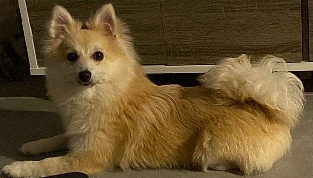 Angie a rejoint le concours — aidez-le/la à gagner de superbes lots ! ancient_dog_breeds, canidae, carnivore, companion_dog, dog, dog_breed, fawn, fur, german_spitz, mammal, paw, pomeranian, snout, spitz, sporting_group, tail, terrestrial_animal, toy_dog, whiskers, working_animal