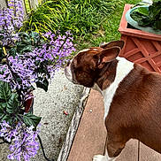 Tucker joined the competition — help win amazing prizes! animal, brown_and_white, canine, curious, daylight, dog, flowers, garden, greenery, leafy, nature, outdoor, patio, pet, plants, purple, quiet_moment, side_view, sniffing, wooden_fence