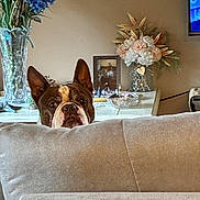 Tucker is registered to the contest to win money with this photo: dog, couch, living_room, flowers, vase, ear_up, curious, beige, furniture, indoor, decor, table, picture_frame, home, pet, animal, face, brown, white, background