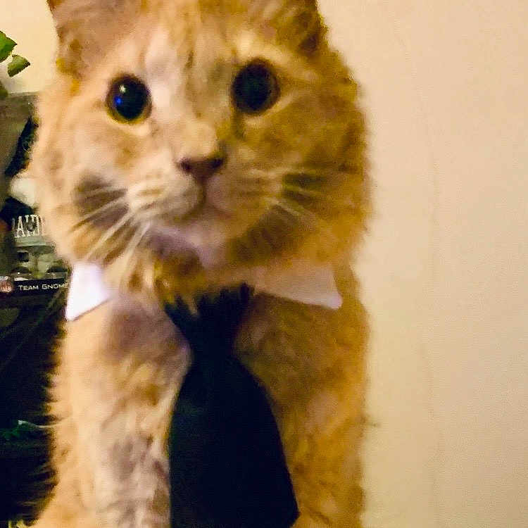 Rufus