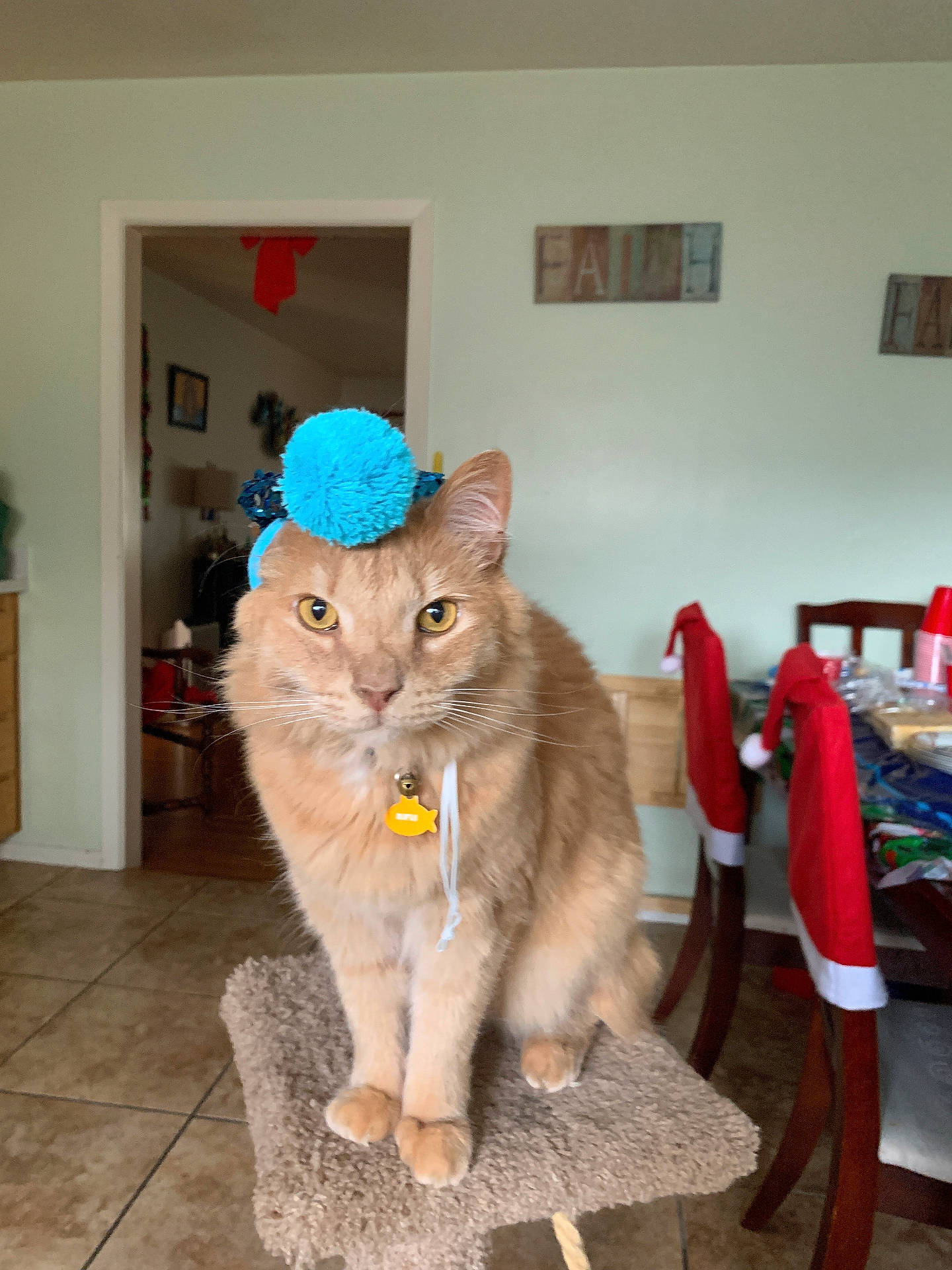 Rufus joined the competition — help win amazing prizes! cat, cat_tree, chair, cozy, dining_room, domestic_cat, fur, furniture, ginger_cat, holiday_decor, home, indoor, pet, playful, pom_pom_hat, red_chair_cover, table, tile_floor, whiskers, yellow_eyes