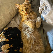 Dream is registered to the contest to win money with this photo: cat, orange_cat, fluffy, bed, blanket, quilt, relaxed, sleepy, cozy, indoor, person, hand, pajamas, fur, pet, resting, comfort, warm, cuddle, soft