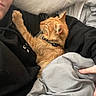 cat, ginger_cat, person, black_hoodie, blanket, quilted_cushion, indoor, resting, cozy, paw, feline, pet, relaxing, comfort, sleepy, fur, collar, hand, closeup, soft