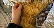 Dream joined the competition — help win amazing prizes! animal, bed, blanket, cat, close_up, comfort, cozy, cute, domestic_animal, feline, fur, hand, human_interaction, indoor, orange_cat, pet, relaxation, resting, sleeping, striped_bedding
