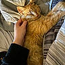 cat, orange_cat, sleeping, pet, hand, bed, blanket, striped_bedding, cozy, fur, resting, indoor, cute, domestic_animal, feline, animal, comfort, relaxation, close_up, human_interaction