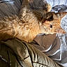 cat, orange_cat, fluffy, bed, blanket, sheet, sunlight, whiskers, fur, relaxing, indoor, casual, closeup, pet, sleepy, cozy, domestic_animal, resting, feline, soft