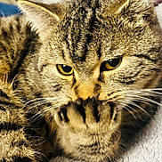Michou a rejoint le concours — aidez-le/la à gagner de superbes lots ! animal, cat, close_shot, close_up, curious, cute, domestic_cat, feline, focused, fur, indoor, mammal, paw, pet, portrait, resting, soft_background, tabby, whiskers, yellow_eyes