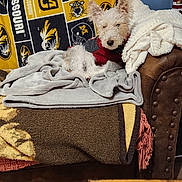 Lilly joined the competition — help win amazing prizes! blanket, brown, comfort, couch, cozy, decor, dog, fur, furniture, gray, home, indoor, pet, red, relaxing, resting, throw, wall, wood_floor, yellow