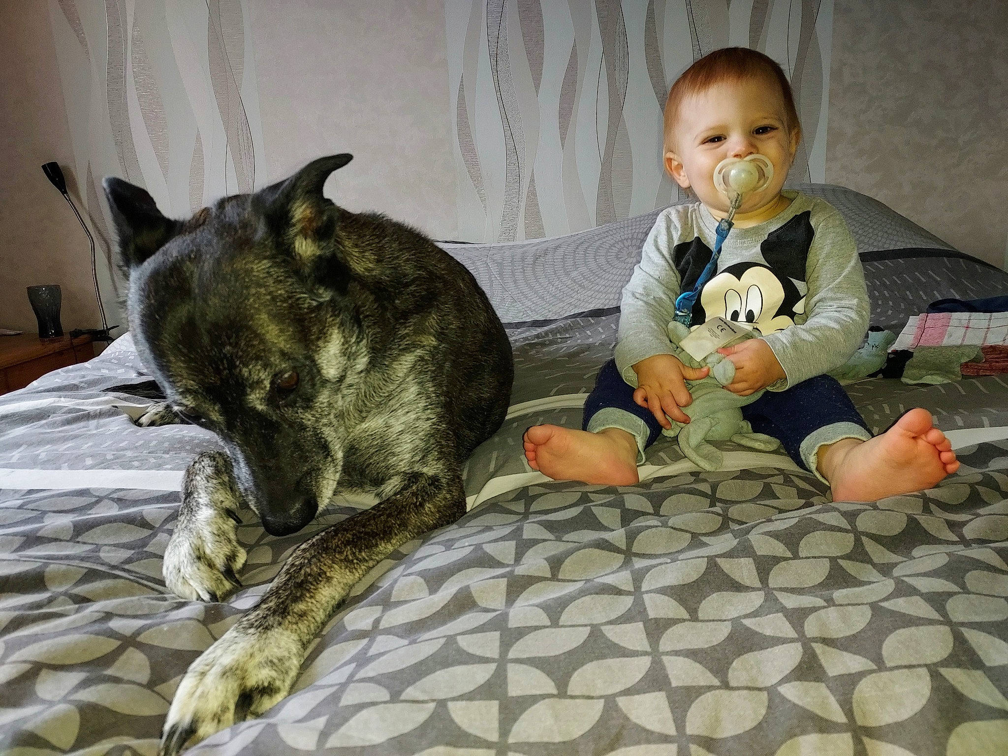 Léo a rejoint le concours — aidez-le/la à gagner de superbes lots ! baby, carnivore, cat, comfort, companion_dog, dog, dog_breed, domestic_short_haired_cat, felidae, flooring, fur, grey, lap, linens, person, sitting, small_to_medium_sized_cats, tail, toddler, vertebrate