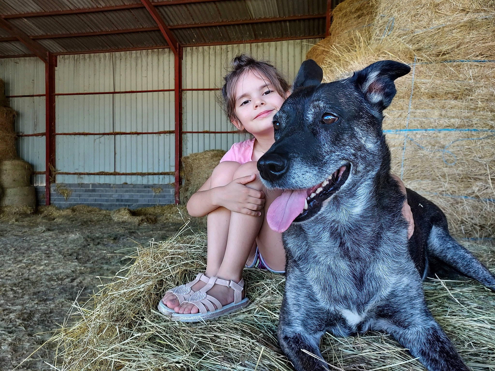 Léana a rejoint le concours — aidez-le/la à gagner de superbes lots ! animal_training, boot, canidae, carnivore, companion_dog, dog, dog_breed, fawn, fun, fur, grass, guard_dog, happy, hay, herding_dog, joy, leisure, person, recreation, sitting