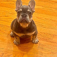 Et is registered to the contest to win money with this photo: dog, puppy, french_bulldog, pet, animal, indoor, wooden_floor, ears, cute, sitting, brown, small, adorable, looking_up, companion, canine, domestic_animal, fur, young, alert