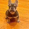 dog, puppy, french_bulldog, pet, animal, indoor, wooden_floor, ears, cute, sitting, brown, small, adorable, looking_up, companion, canine, domestic_animal, fur, young, alert