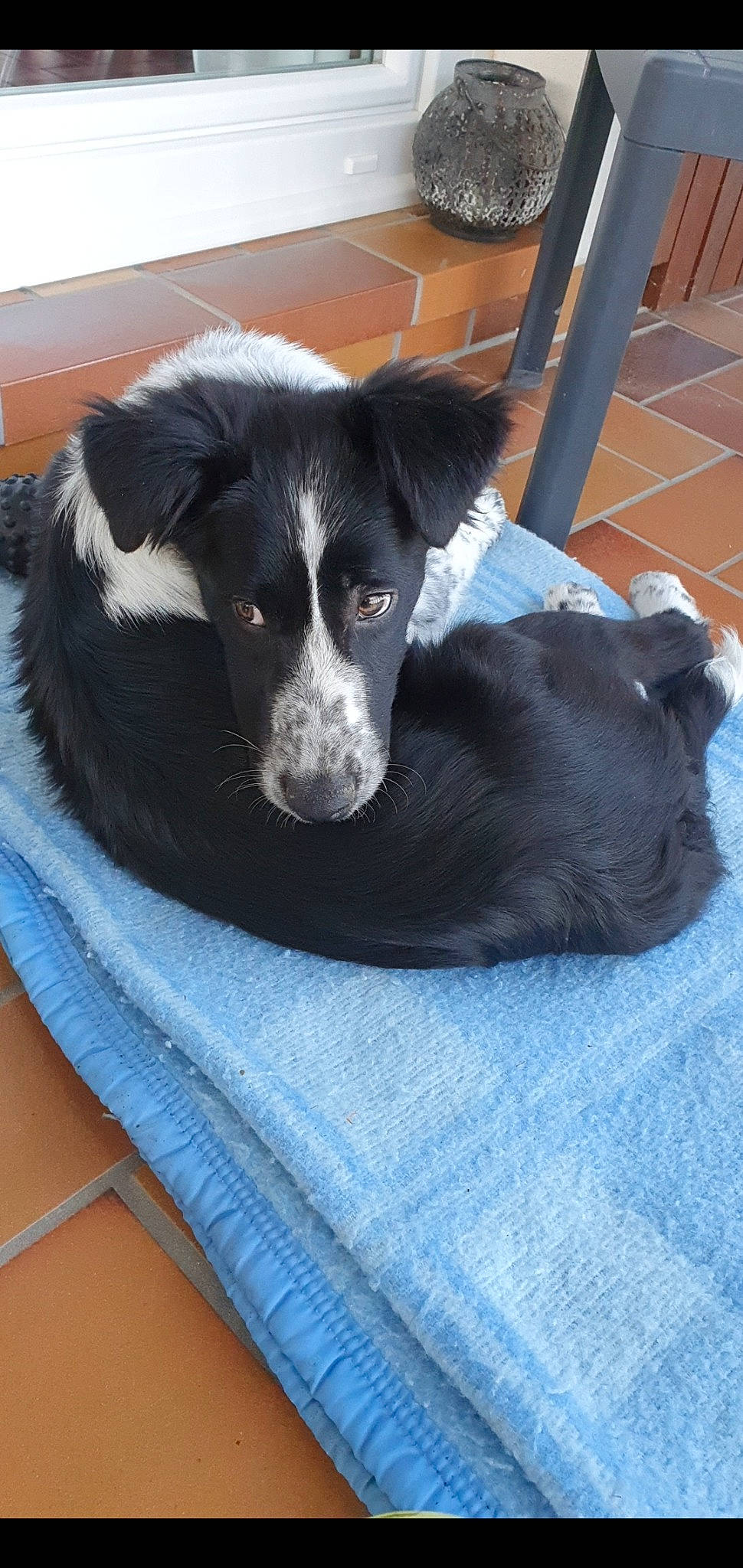 Flocon a rejoint le concours — aidez-le/la à gagner de superbes lots ! borador, border_collie, canidae, carnivore, companion_dog, dog, dog_breed, herding_dog, mammal, mcnab, puppy, rare_breed_dog, snout, sporting_group, stabyhoun, vertebrate, working_dog