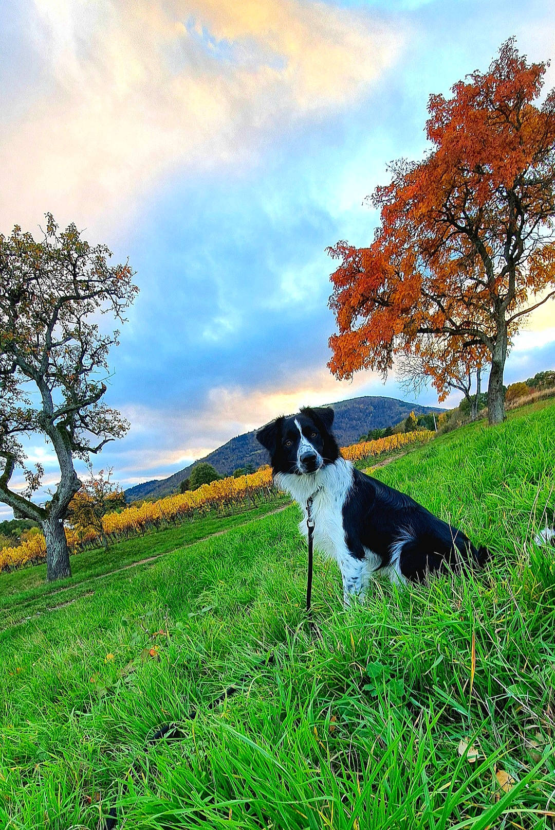 Flocon a rejoint le concours — aidez-le/la à gagner de superbes lots ! autumn, border_collie, canidae, carnivore, danish_swedish_farmdog, dog, dog_breed, english_springer_spaniel, field, grass, hill, meadow, pasture, plant, rural_area, sky, sporting_group, spring, stabyhoun, tree