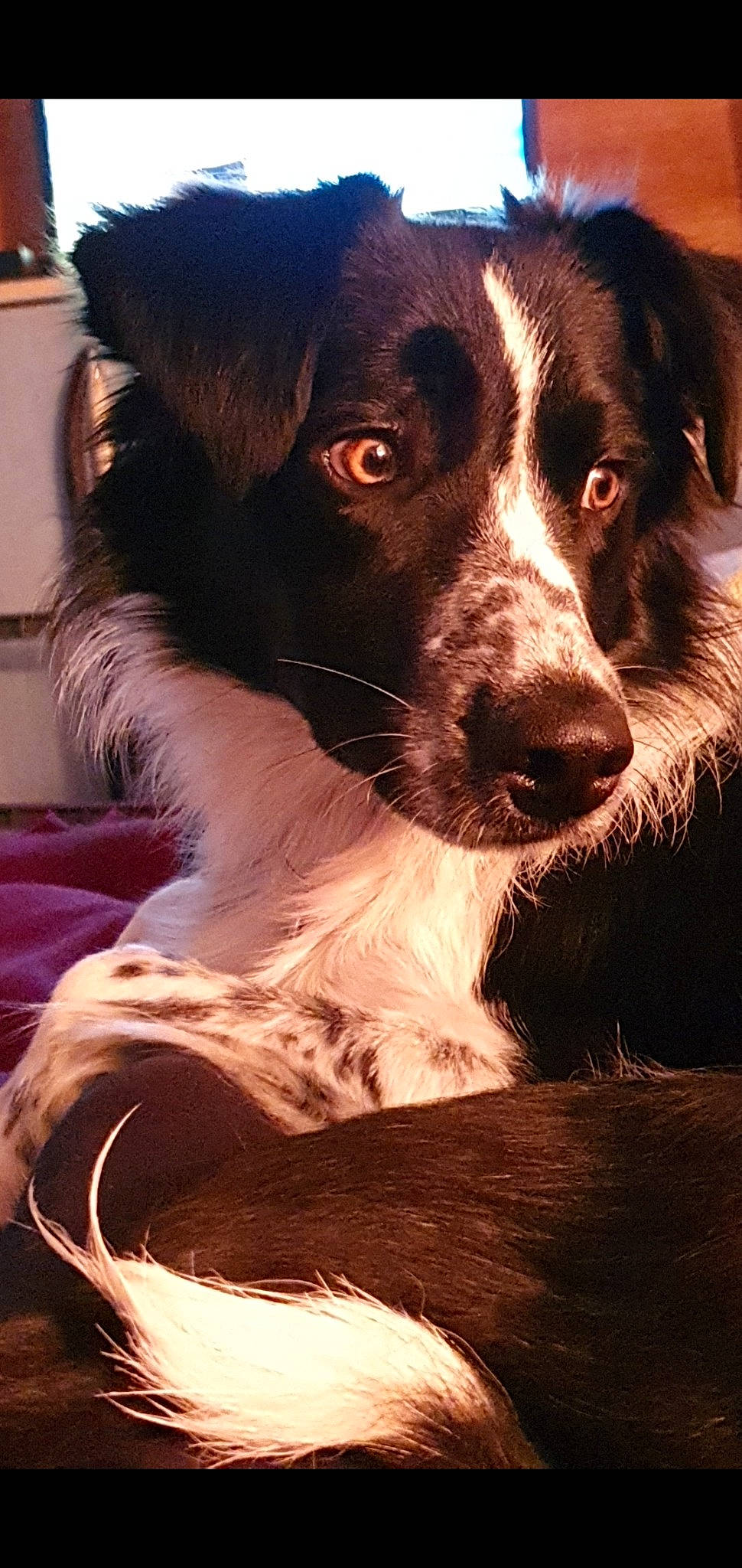 Flocon a rejoint le concours — aidez-le/la à gagner de superbes lots ! australian_collie, borador, border_collie, canidae, carnivore, companion_dog, dog, dog_breed, herding_dog, mammal, mcnab, rare_breed_dog, snout, sporting_group, stabyhoun, vertebrate, working_dog