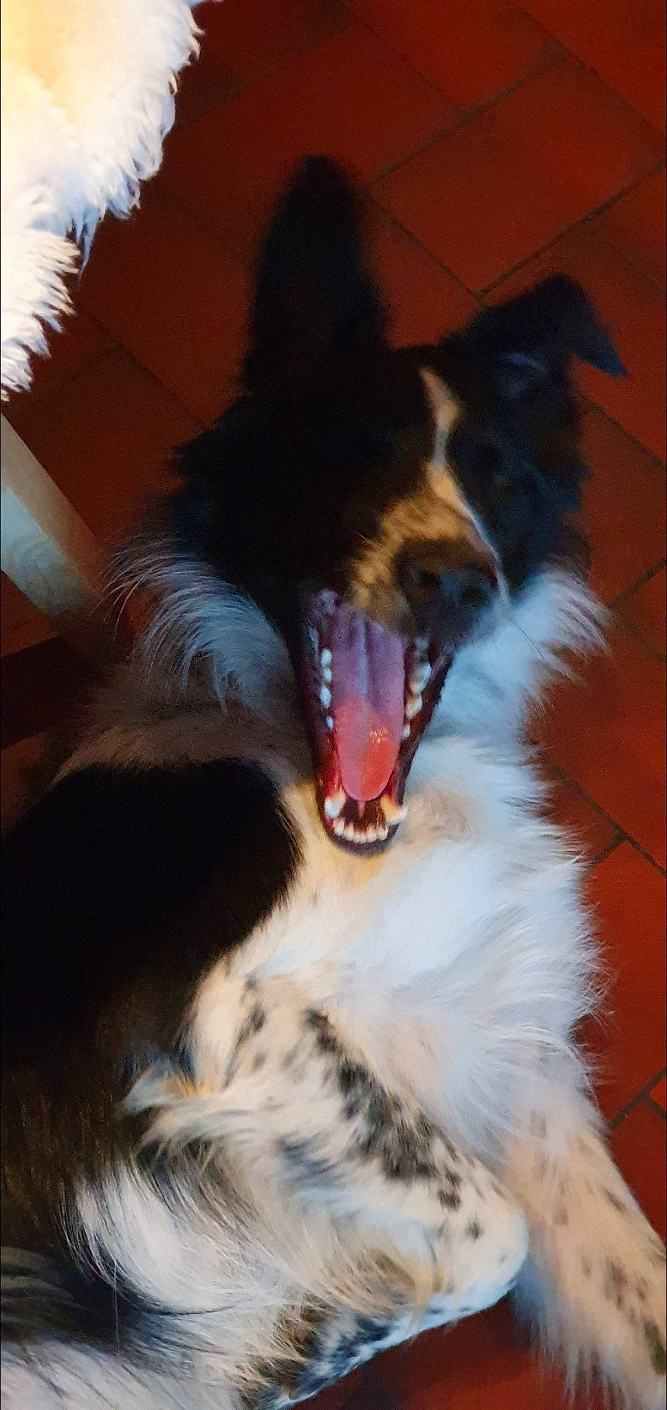 Flocon participe au concours pour gagner de l'argent avec cette photo : australian_shepherd, border_collie, canidae, carnivore, collie, dog, dog_breed, facial_expression, fang, fur, jaw, mammal, rough_collie, snout, vertebrate, whiskers, yawn