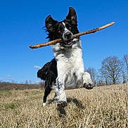 Flocon a rejoint le concours — aidez-le/la à gagner de superbes lots ! animal, black_and_white, blue_sky, canine, daylight, dog, energetic, field, grass, happy, jumping, landscape, nature, outdoor, pet, playful, running, sky, stick, tree