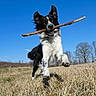 dog, black_and_white, stick, grass, field, outdoor, sky, blue_sky, tree, running, jumping, playful, pet, animal, nature, daylight, canine, happy, energetic, landscape