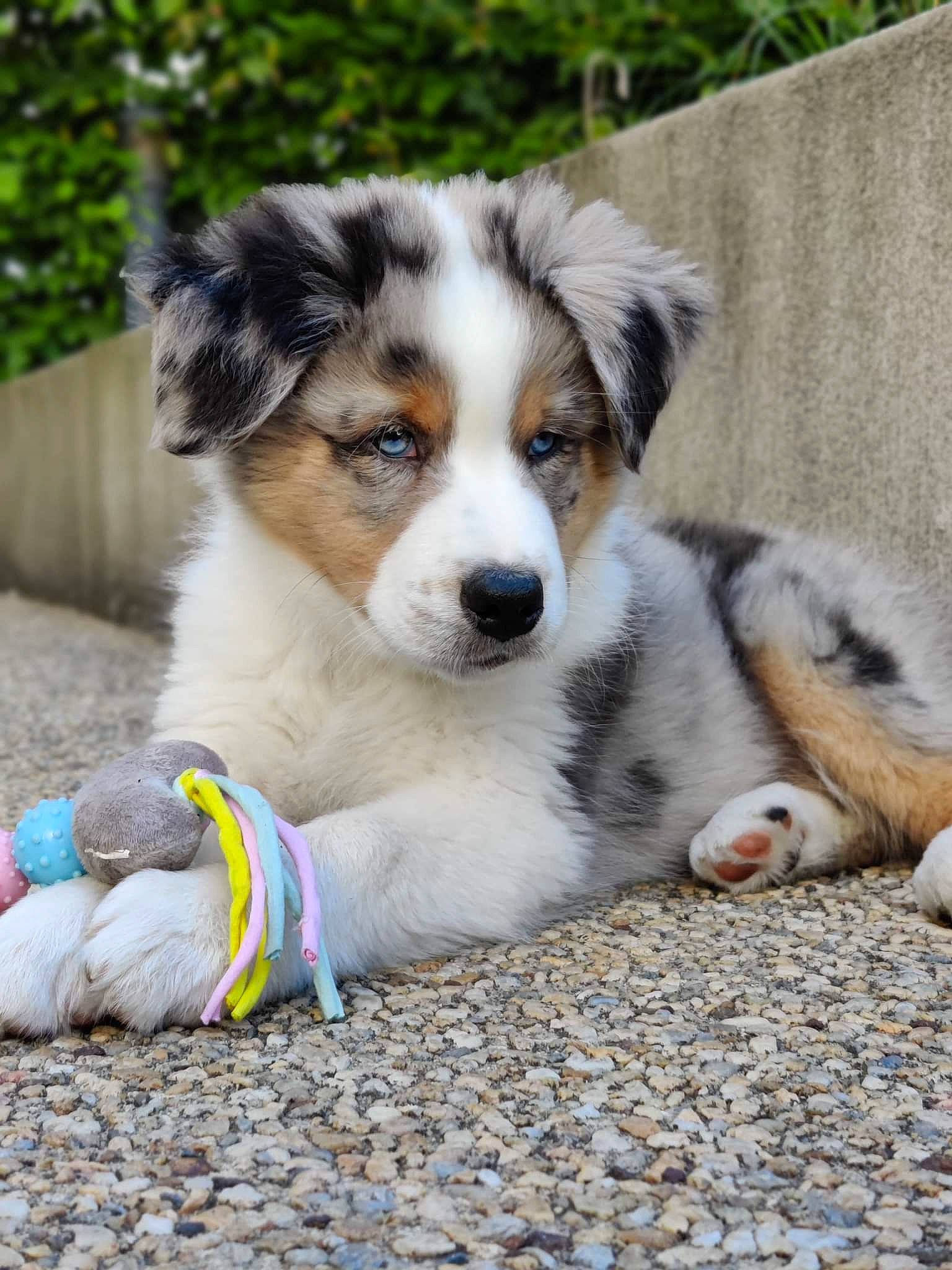 Tao participe au concours pour gagner de l'argent avec cette photo : art, australian_collie, australian_shepherd, canidae, carnivore, companion_dog, dog, dog_breed, fur, grass, herding_dog, plant, puppy, snout, sporting_group, terrestrial_animal, whiskers, working_animal, working_dog