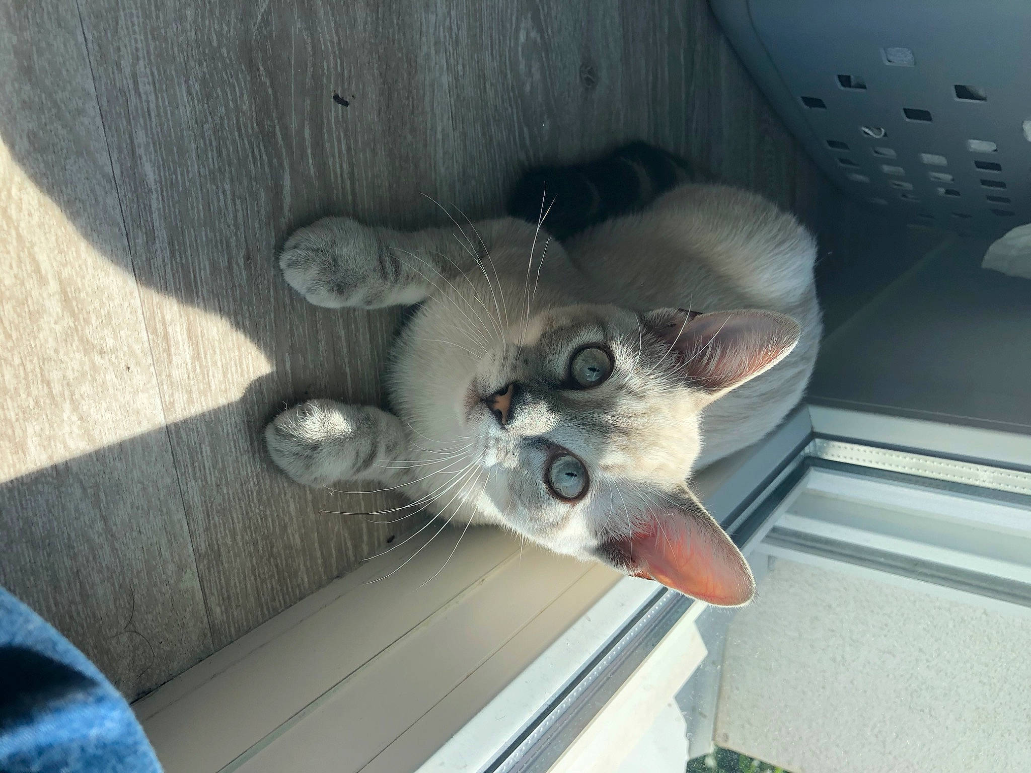 Riot a rejoint le concours — aidez-le/la à gagner de superbes lots ! burmilla, carnivore, cat, domestic_short_haired_cat, european_shorthair, fawn, felidae, kitten, mammal, ojos_azules, oriental_shorthair, singapura, small_to_medium_sized_cats, snout, tonkinese, whiskers