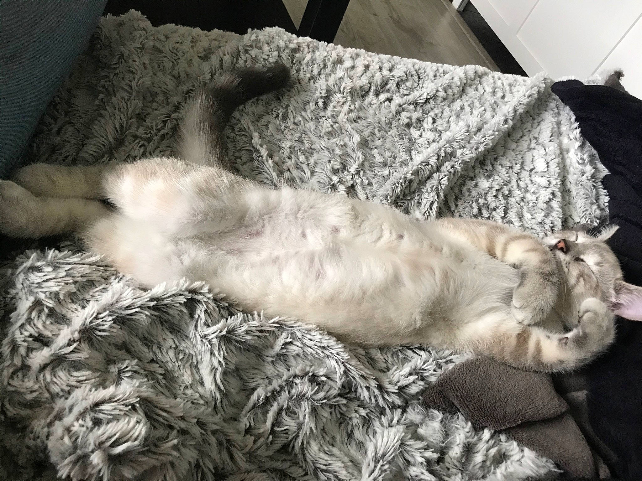 Riot participe au concours pour gagner de l'argent avec cette photo : canidae, carnivore, cat, comfort, felidae, fur, kitten, nap, selkirk_rex, sleep, small_to_medium_sized_cats, whiskers