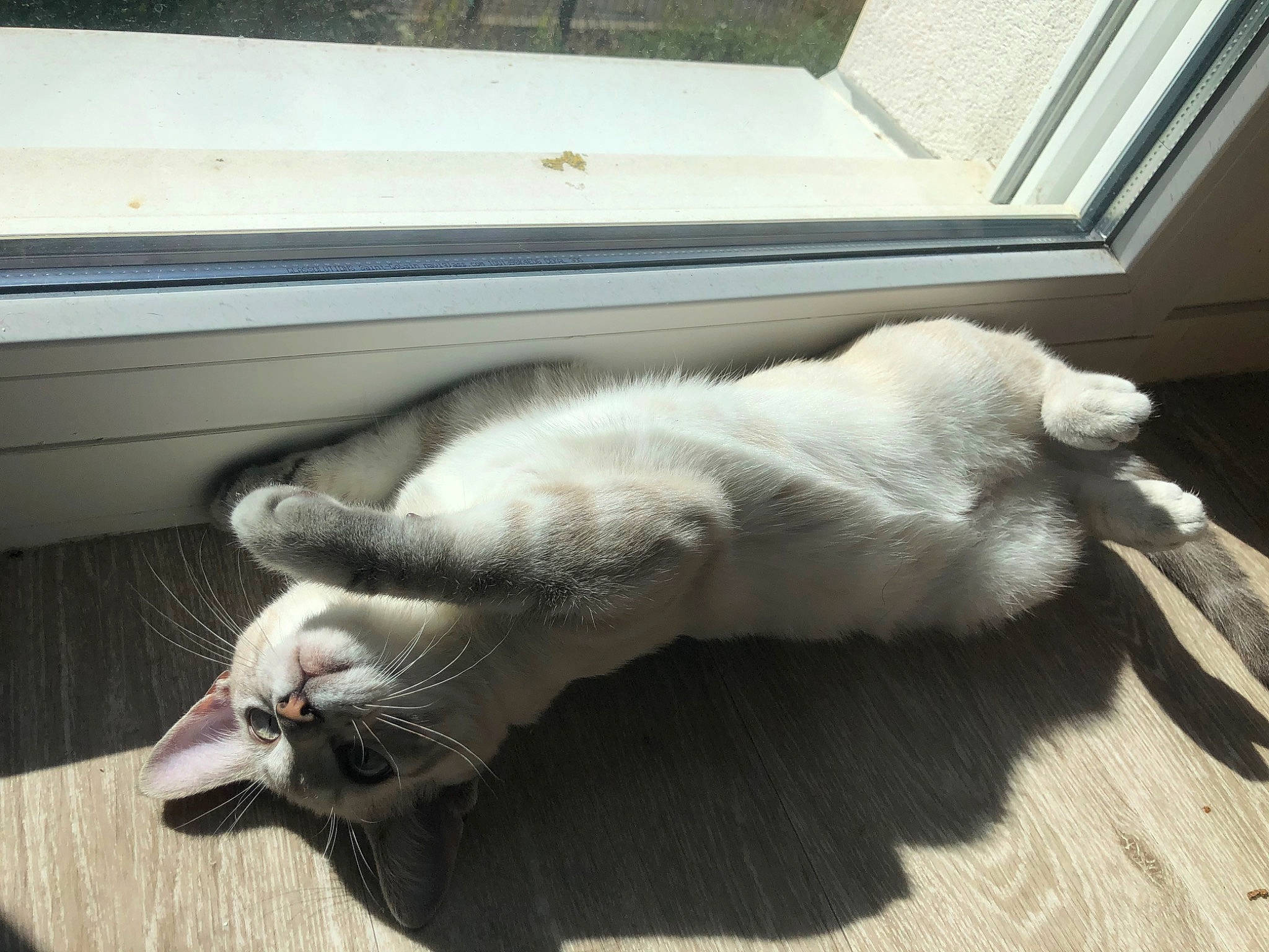 Riot participe au concours pour gagner de l'argent avec cette photo : burmilla, carnivore, cat, claw, domestic_short_haired_cat, felidae, fur, paw, polydactyl_cat, small_to_medium_sized_cats, tail, whiskers