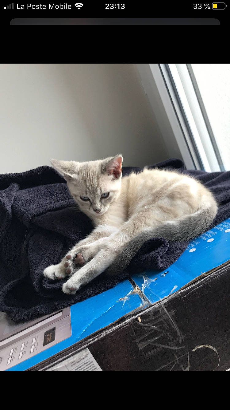 Riot participe au concours pour gagner de l'argent avec cette photo : asian, burmilla, carnivore, cat, domestic_short_haired_cat, european_shorthair, felidae, kitten, mammal, nap, small_to_medium_sized_cats, whiskers