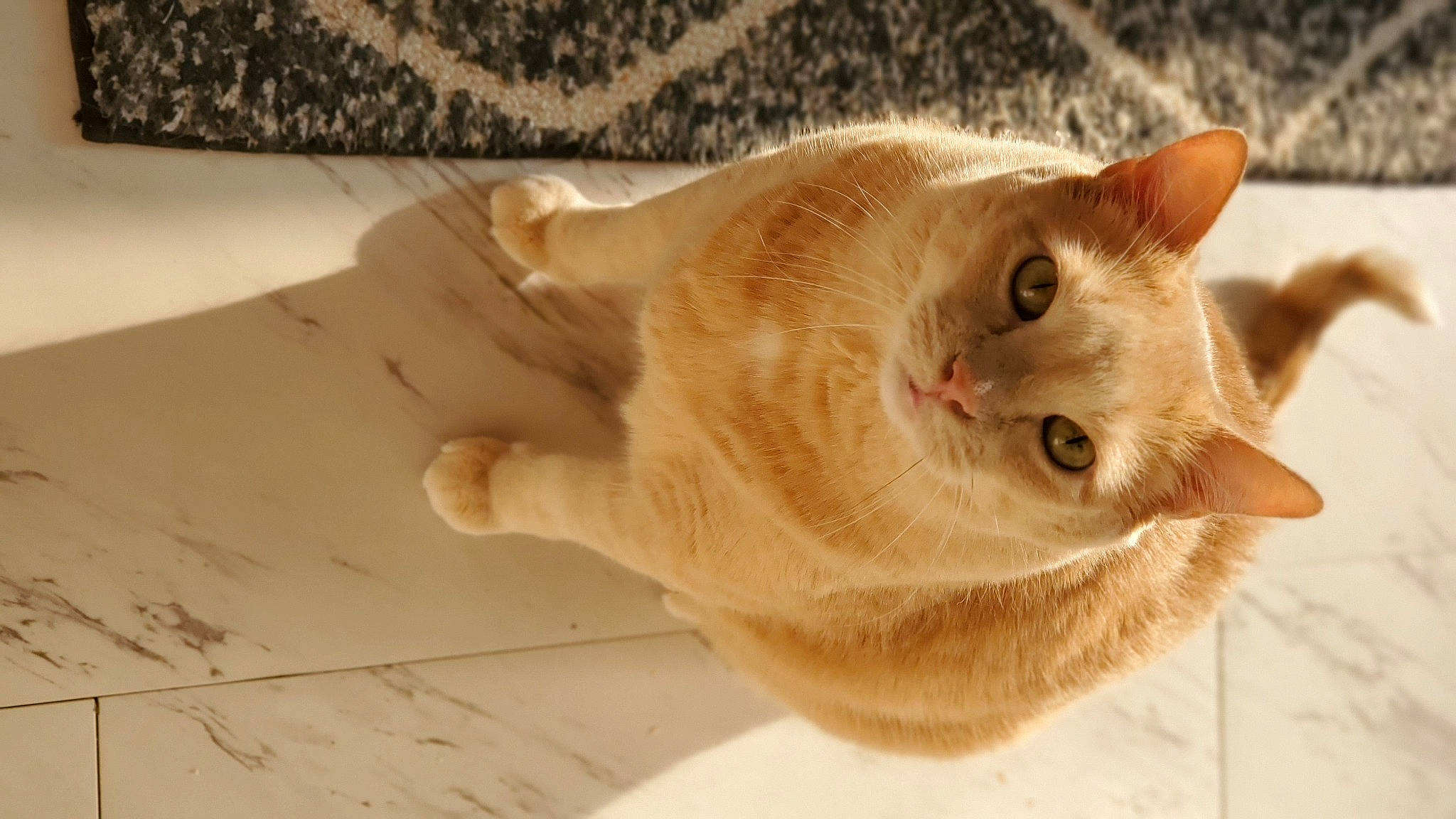 Henri is registered to the contest to win money with this photo: carnivore, cat, claw, domestic_short_haired_cat, fawn, felidae, flooring, fur, hardwood, paw, small_to_medium_sized_cats, snout, tail, whiskers, wood