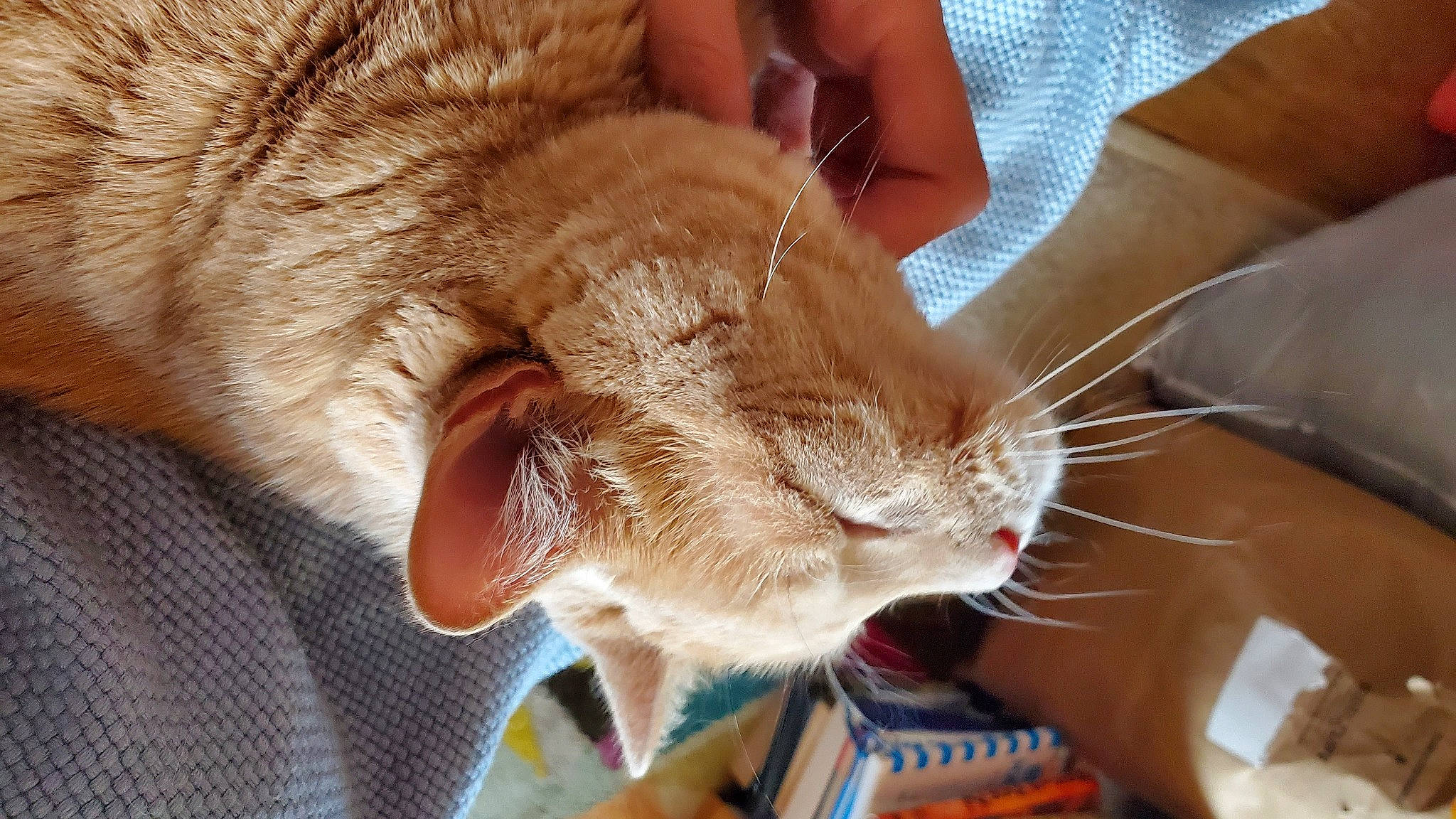 Henri is registered to the contest to win money with this photo: carnivore, cat, claw, comfort, domestic_short_haired_cat, ear, fawn, felidae, foot, fur, gesture, human_leg, lap, nail, nap, paw, small_to_medium_sized_cats, snout, tail, whiskers