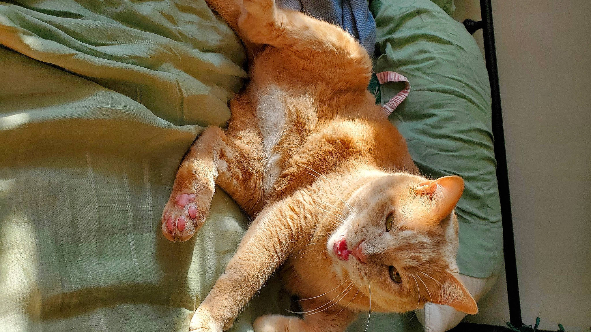 Henri is registered to the contest to win money with this photo: canidae, carnivore, cat, claw, comfort, companion_dog, dog_breed, domestic_short_haired_cat, fawn, felidae, fur, human_leg, paw, plant, small_to_medium_sized_cats, snout, sporting_group, tail, whiskers, window