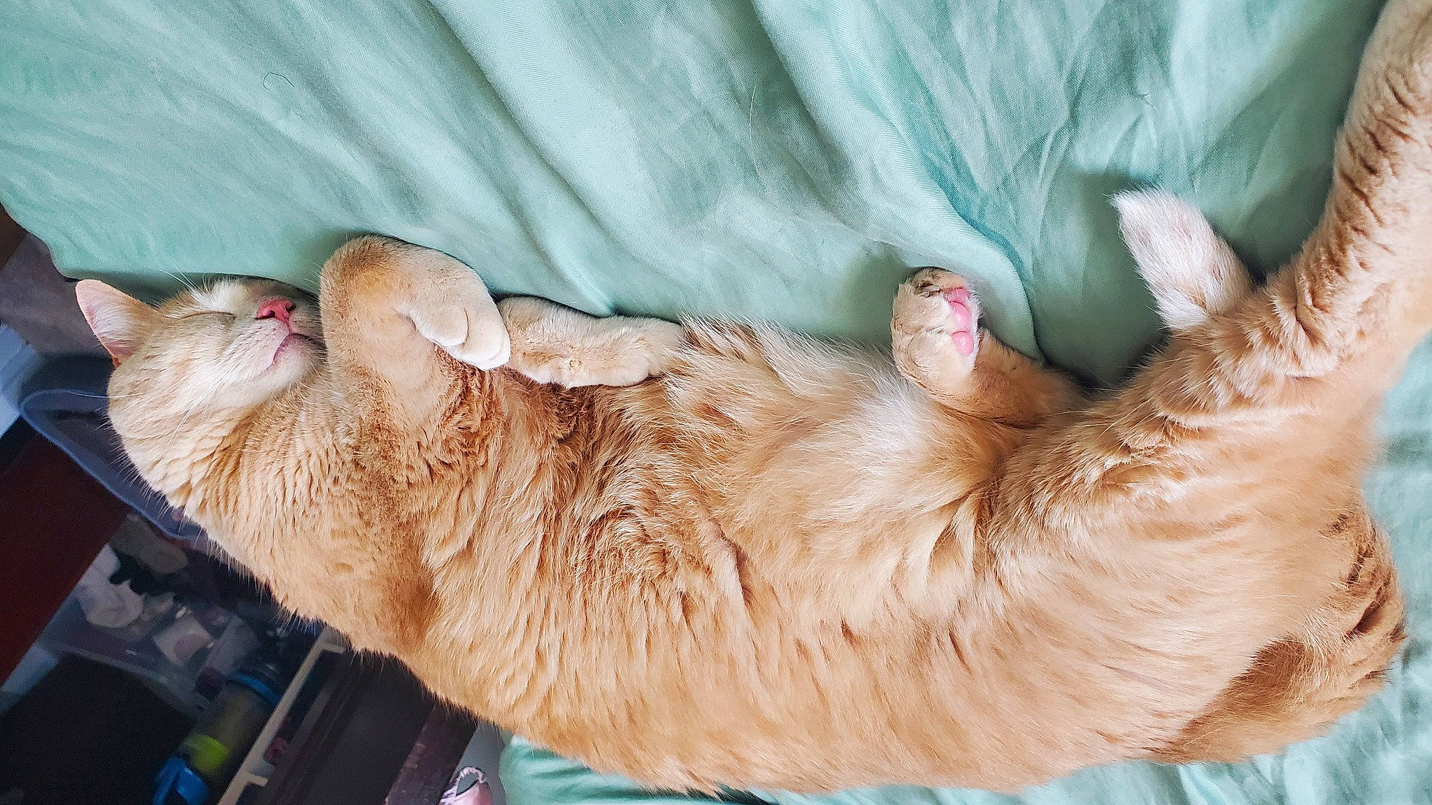 Henri joined the competition — help win amazing prizes! canidae, carnivore, cat, comfort, dog_breed, ear, fawn, felidae, foot, fur, gesture, human_leg, paw, small_to_medium_sized_cats, snout, sporting_group, tail, toe, whiskers, wrinkle