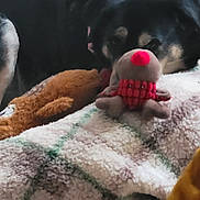 Tigresse participe au concours pour gagner de l'argent avec cette photo : dog, black_dog, tan_dog, harness, plush_toy, reindeer_toy, blanket, fleece, soft_toy, resting, indoors, cozy, pet, animal, sleepy, toy, fur, closeup, relaxed, comfort