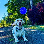 Otis is registered to the contest to win money with this photo: animal, blue_ball, bushes, canine, collar, daytime, dog, grass, gravel_road, greenery, labrador, nature, outdoor, parked_vehicle, pet, playing, recreation, sunny, trees, white_dog