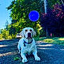 animal, blue_ball, bushes, canine, collar, daytime, dog, grass, gravel_road, greenery, labrador, nature, outdoor, parked_vehicle, pet, playing, recreation, sunny, trees, white_dog