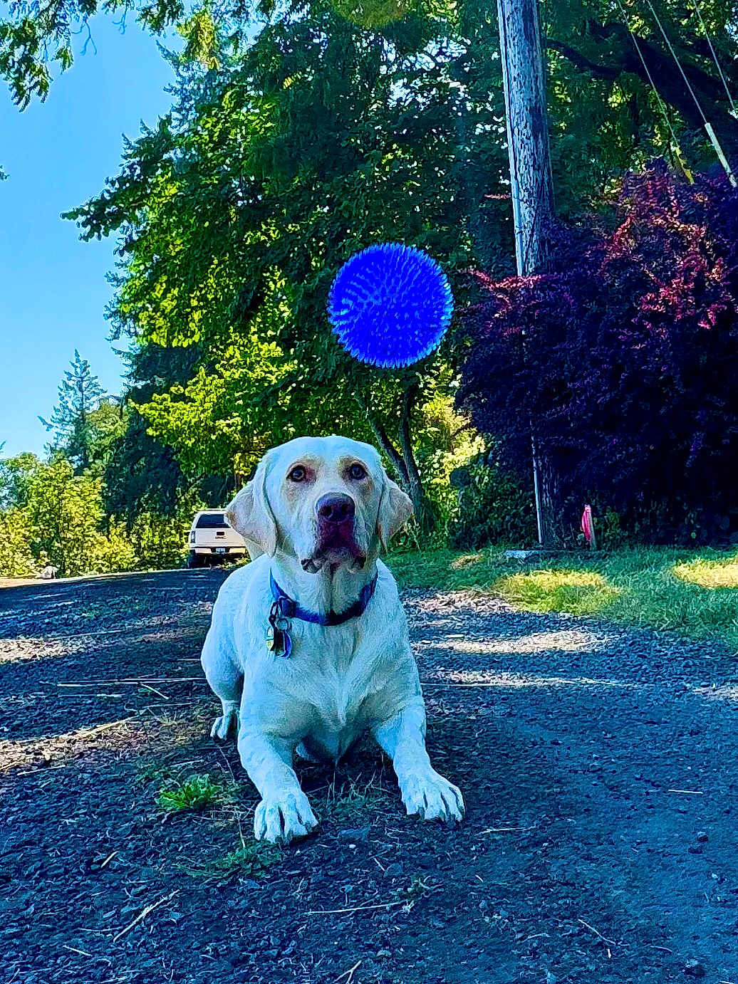 Otis