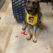 Nartes participe au concours pour gagner de l'argent avec cette photo : dog, german_shepherd, pet, animal, sitting, garage, tire, medal, award, yellow_bib, portrait, indoors, concrete_floor, automotive, workshop, serious_expression, short_fur, brown_fur, black_mask, front_view
