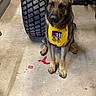 dog, german_shepherd, pet, animal, sitting, garage, tire, medal, award, yellow_bib, portrait, indoors, concrete_floor, automotive, workshop, serious_expression, short_fur, brown_fur, black_mask, front_view