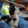 bed, bedroom, black_and_white, blue_bedding, border_collie, brown_eyes, closeup, collar, dog, floppy_ears, indoor, long_hair, lying_down, mismatched_markings, pet, pointed_ears, portrait, red_tag, sitting, window