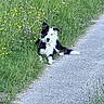 animal, black_and_white, border_collie, collar, country_path, dog, ears, fluffy, grass, lying_down, meadow, nature, outdoor, pet, portrait, rural, scenic, sitting, summer, wildflowers