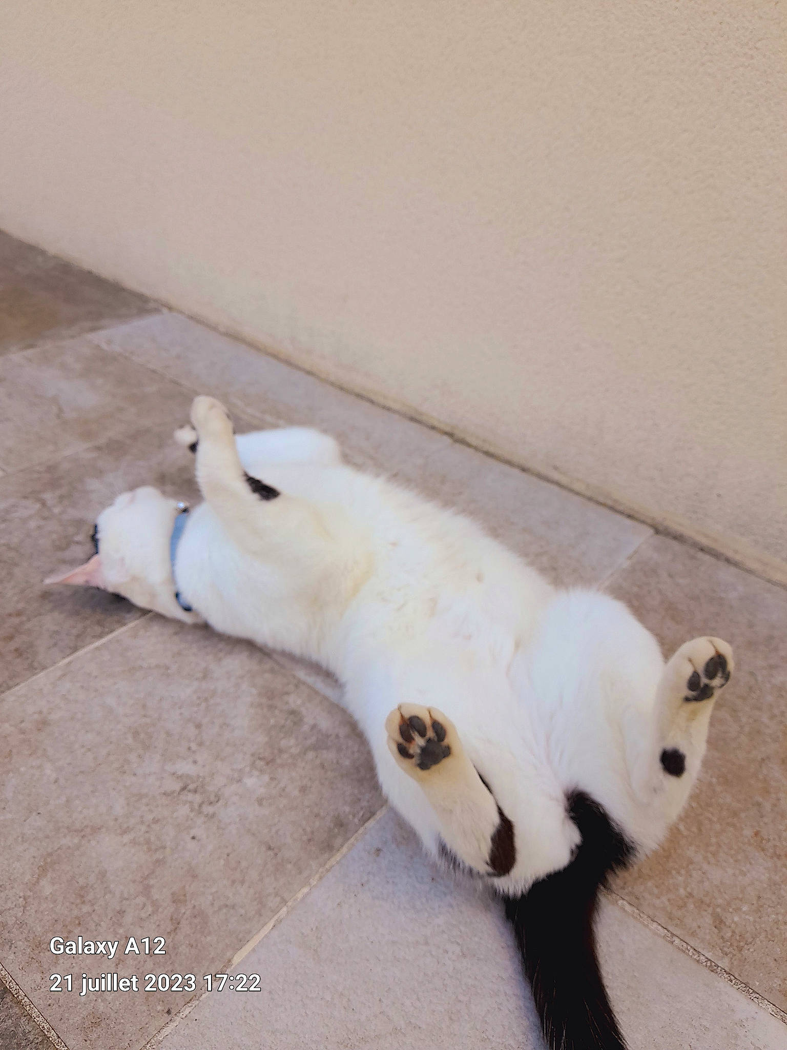 Chanel participe au concours pour gagner de l'argent avec cette photo : canidae, carnivore, cat, claw, companion_dog, dog_breed, felidae, flooring, foot, fur, hardwood, paw, small_to_medium_sized_cats, tail, terrestrial_animal, whiskers, wood