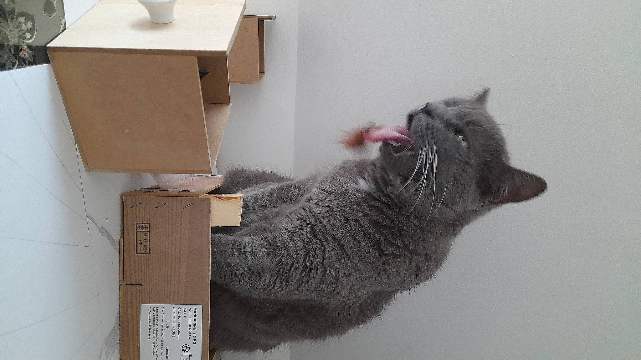 Gribouille a rejoint le concours — aidez-le/la à gagner de superbes lots ! box, cardboard, carnivore, carton, cat, domestic_short_haired_cat, felidae, fur, grey, mammal, packaging_and_labeling, packing_materials, russian_blue, shipping_box, small_to_medium_sized_cats, snout, tail, vertebrate, whiskers, wood