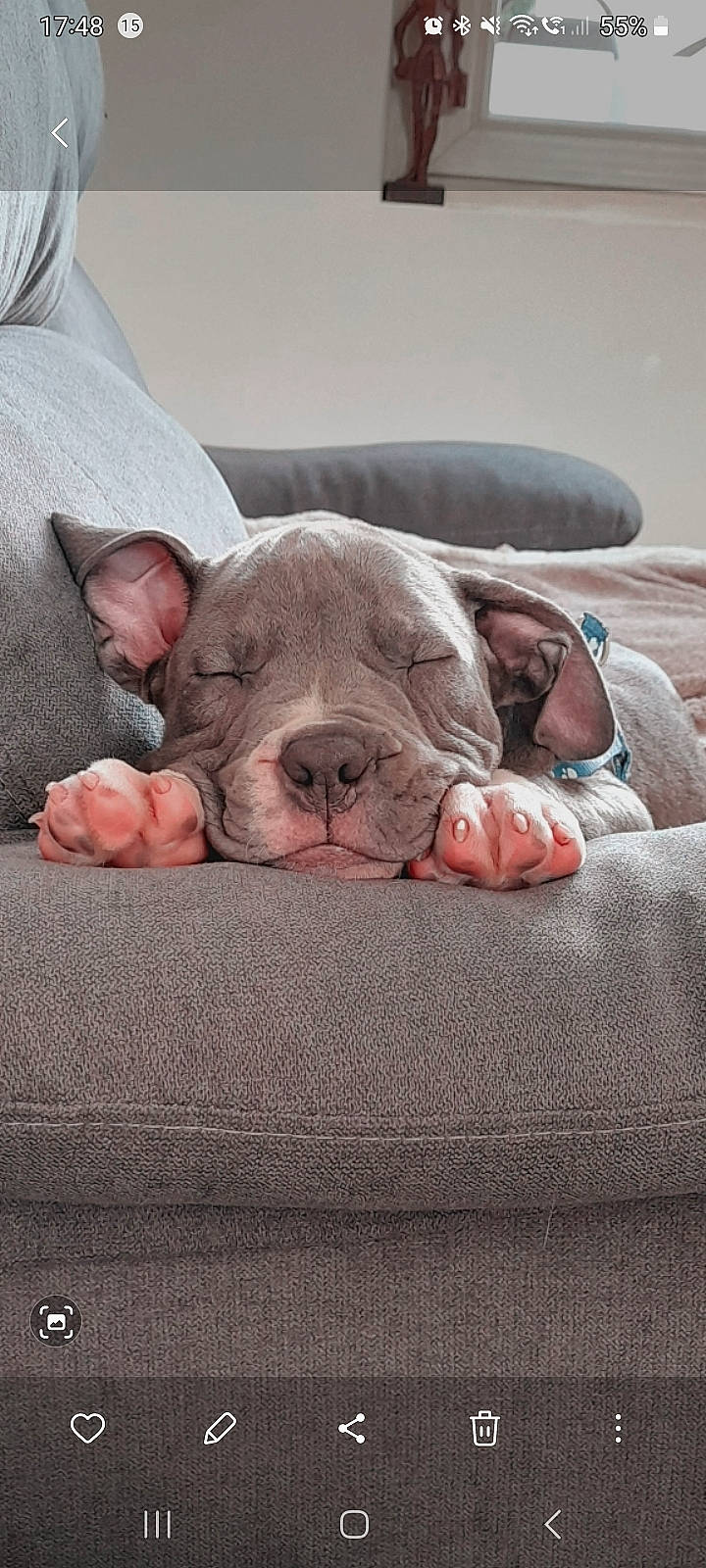 Pablo a rejoint le concours — aidez-le/la à gagner de superbes lots ! canidae, carnivore, comfort, companion_dog, dog, dog_breed, fawn, flesh, foot, grey, linens, mammal, nap, snout, sporting_group, suidae, terrestrial_animal, vertebrate, whiskers, wrinkle