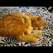 Oliver joined the competition — help win amazing prizes! cat, ginger_cat, sleeping, curled_up, fluffy_tail, blanket, patterned_blanket, indoor, resting, cozy, feline, pet, animal, whiskers, ears, paws, fur, cute, relaxation, nap
