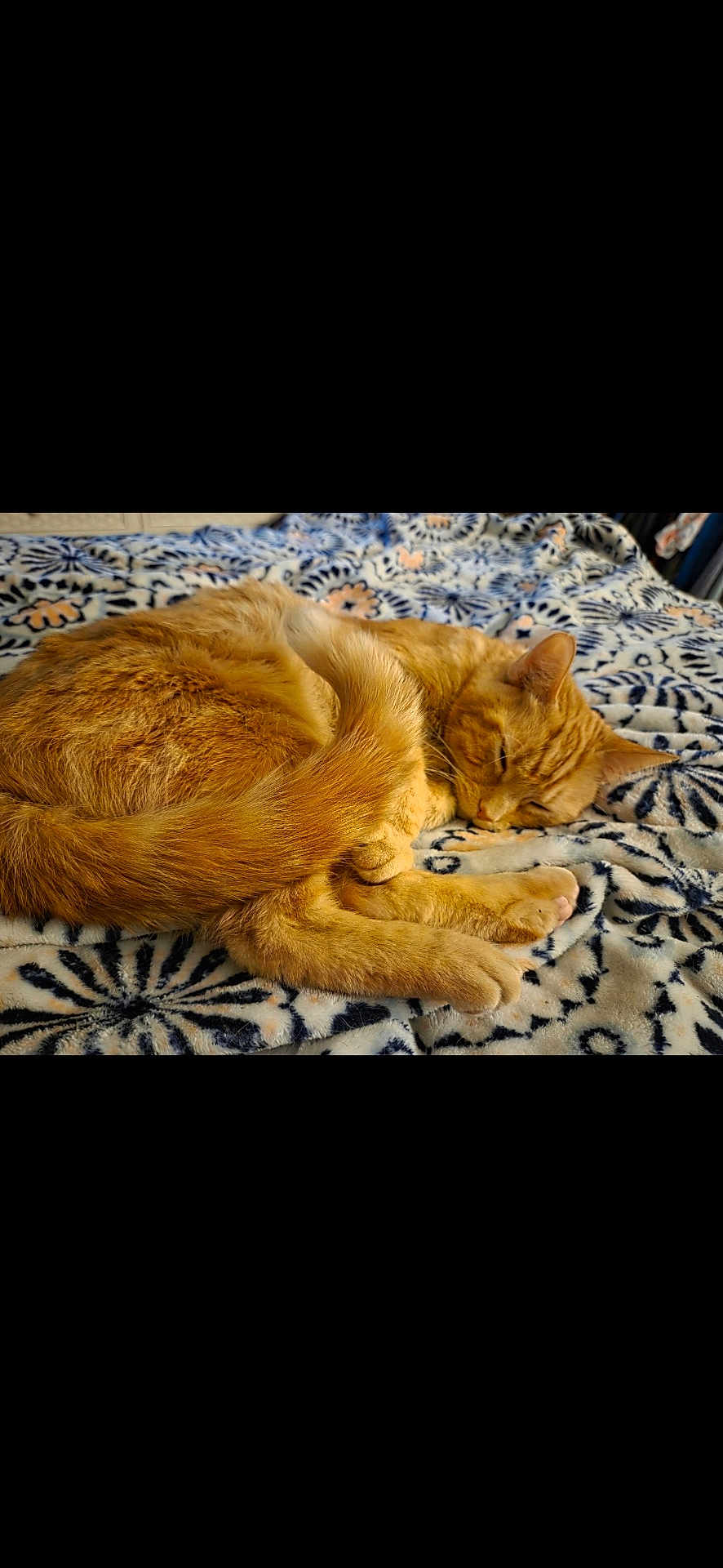 Oliver joined the competition — help win amazing prizes! cat, ginger_cat, sleeping, curled_up, fluffy_tail, blanket, patterned_blanket, indoor, resting, cozy, feline, pet, animal, whiskers, ears, paws, fur, cute, relaxation, nap