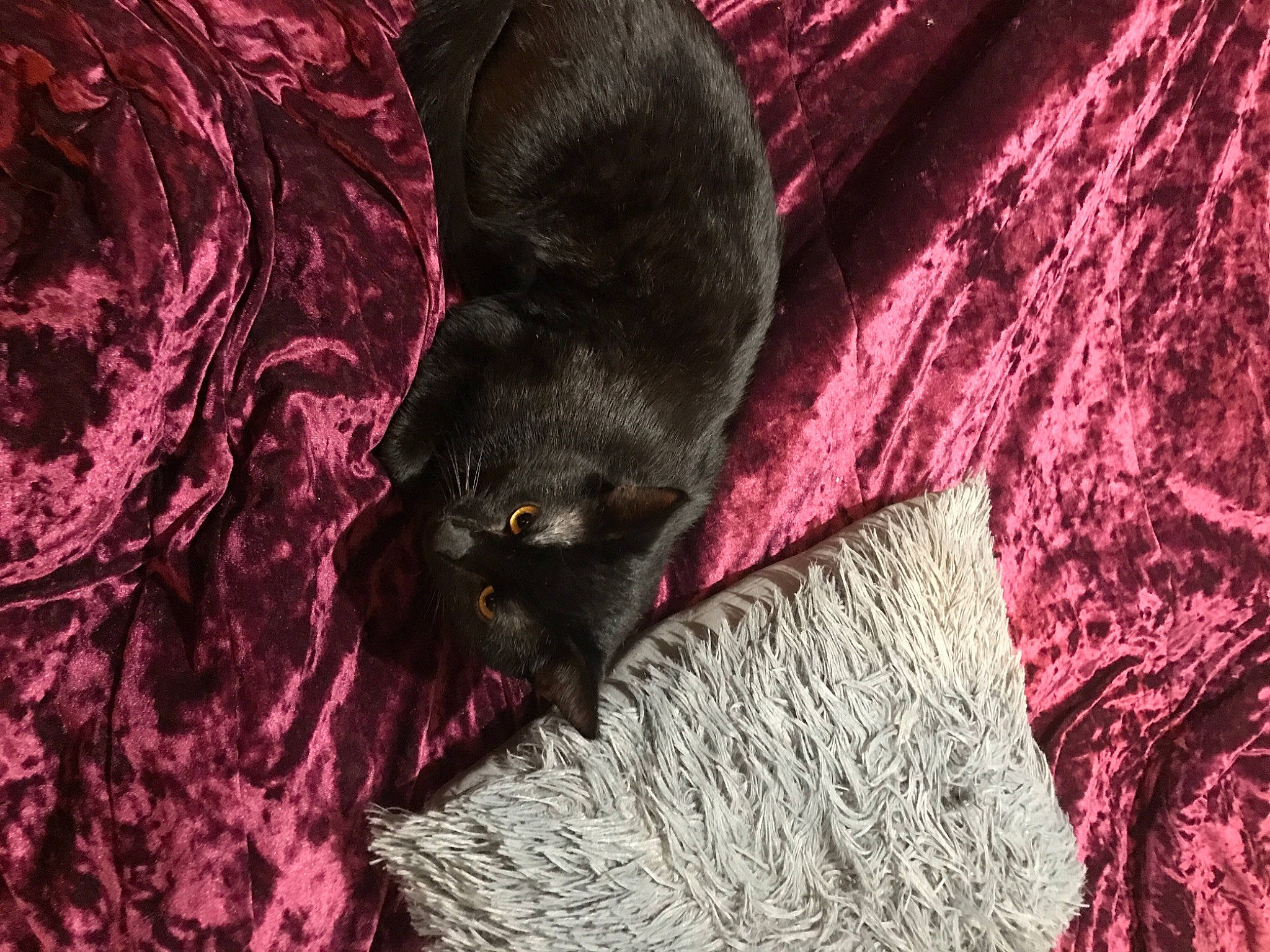 Chucky is registered to the contest to win money with this photo: carnivore, comfort, companion_dog, dog, dog_breed, fawn, felidae, fur, grey, liver, magenta, pattern, plant, purple, sleeve, small_to_medium_sized_cats, snout, textile, wood, working_animal